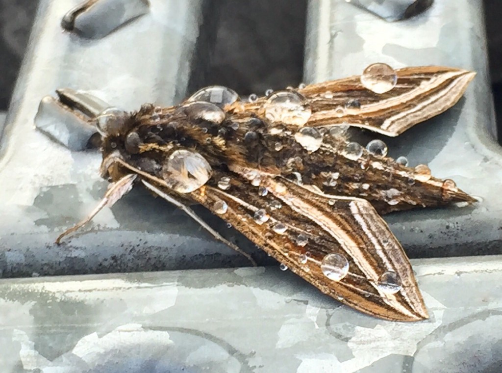 Moth with wet wings